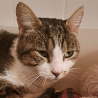 SULKY, chat à adopter