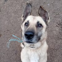 Parker, chien à adopter