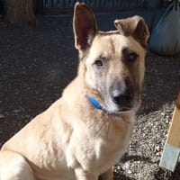 Parker, chien à adopter