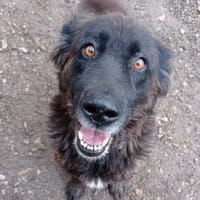 Belle, chienne à adopter