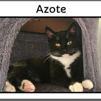 AZOTE (réservée ), chatte à adopter