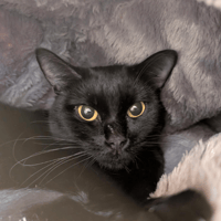 MOON A17186, chatte à adopter