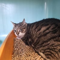 Fripouille, chat à adopter