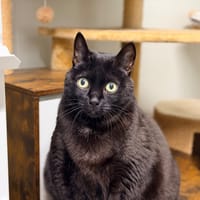 OSCAR, chat à adopter