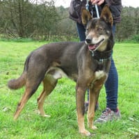 ATOLL DIT TOLOU, chien à adopter