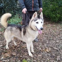 arctic, chien à adopter