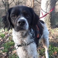 Mouky, chien à adopter