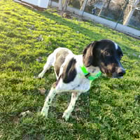 ANETH, chienne à adopter