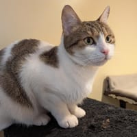 BIBIM A17246, chatte à adopter