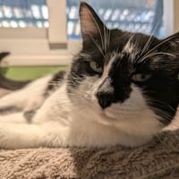 POPCORN A17286, chat à adopter