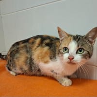Roxy, chatte à adopter