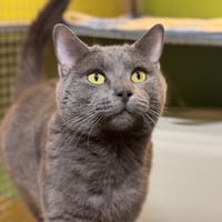 PINCKLES A17257, chat à adopter