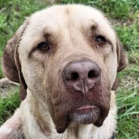 CONOR, chien à adopter