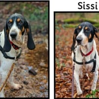 SISSI, chienne à adopter