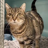 Dorie, chatte à adopter
