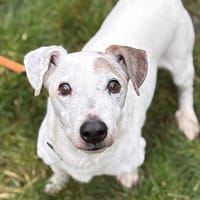 FILIBERT, chien à adopter