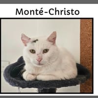 MONTE CRISTO, chat à adopter