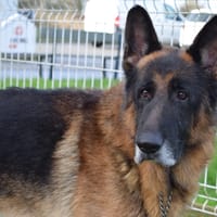 CHARLY, chien à adopter