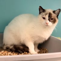 CAPSULE (FIV+), chatte à adopter
