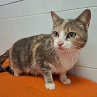 Mistik, chatte à adopter