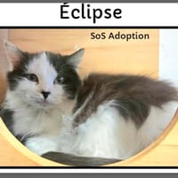 ECLIPSE, chatte à adopter