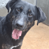 UNO, chien à adopter