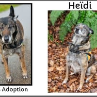 HEIDI, chienne à adopter