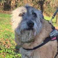 Quenne, chienne à adopter