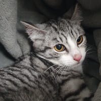 WENDY CHA, chatte à adopter