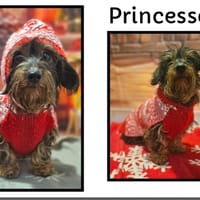 PRINCESSE ( Réservée), chienne à adopter