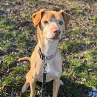 RADO OAA18236, chien à adopter