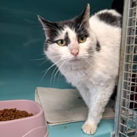 CHIPPIE, chatte à adopter