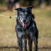 Miko, chien à adopter