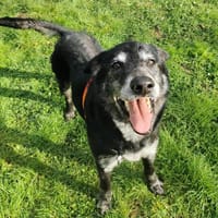 Miko, chien à adopter