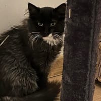 INDIANA, chat à adopter