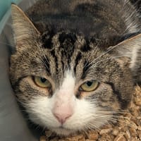 SOMCHAI, chat à adopter