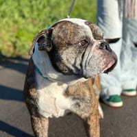 Oggy, chien à adopter