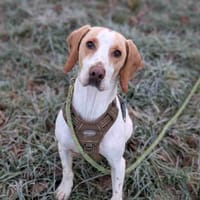 HOMER VAA, chien à adopter