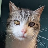 BABEL, chat à adopter