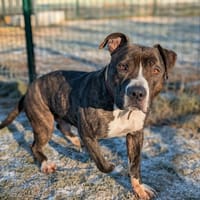 COCO, chien à adopter