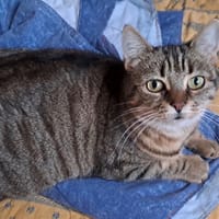 RICA, chatte à adopter