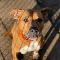 LAIKO, chien à adopter