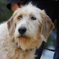 CHARCO, chien à adopter