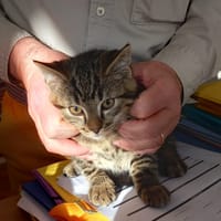 koko, chat à adopter