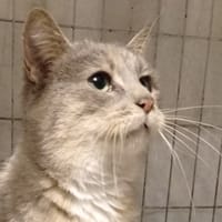 SIENNA, chatte à adopter