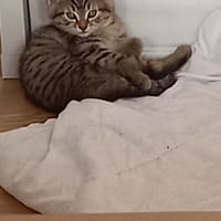 sam, chat à adopter