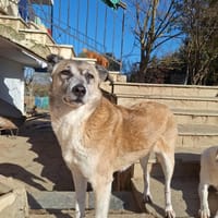 Kira, chienne à adopter