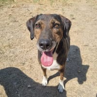 Samu, chien à adopter