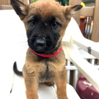 KINO (LOS REYES), chien à adopter