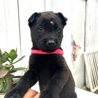 LALY (los reyes), chienne à adopter